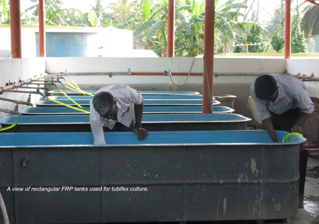 A view of rectangular FRP tank used for tubifex culture.