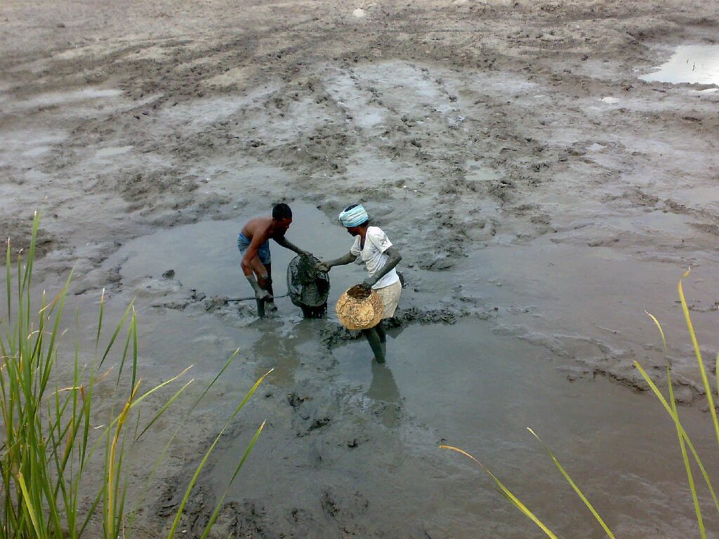 Hand picking of murrels after total dewatering of culture tank.