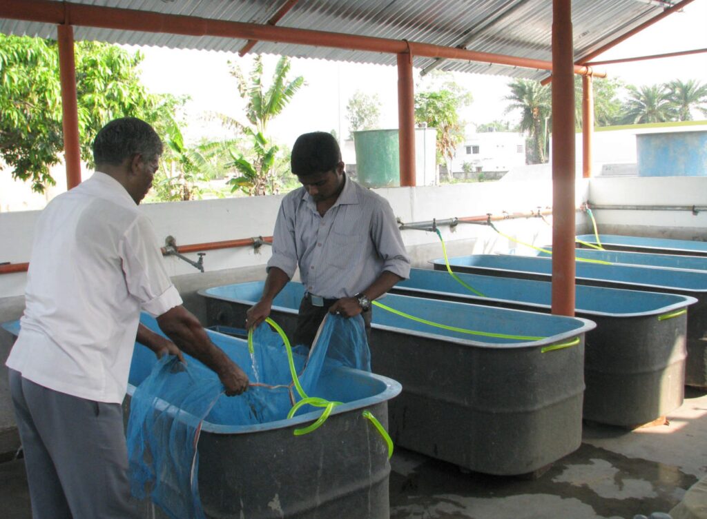 Harvesting tubifex with nylon net