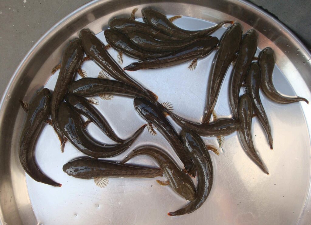 Healthy murrel juveniles commonly used for stocking in culture tanks.