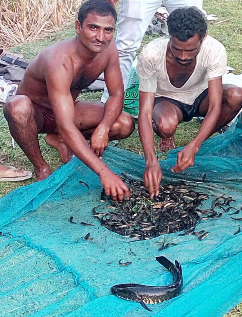 Murrel juveniles collected from the wild