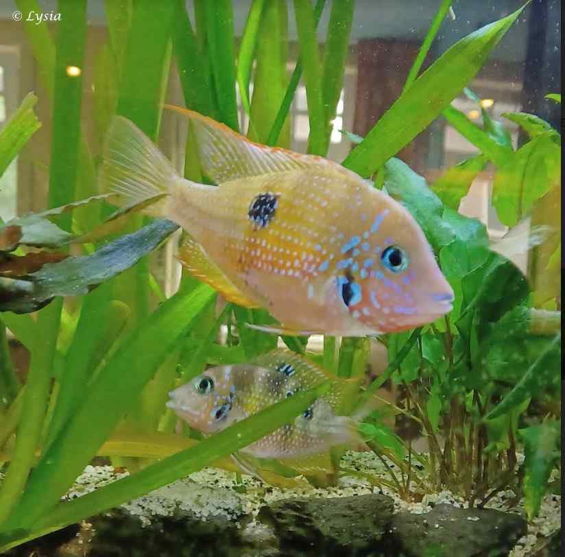 Thorichthys maculipinnis koppel