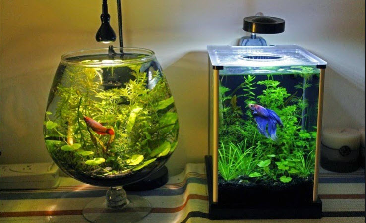 Nano Aquariums