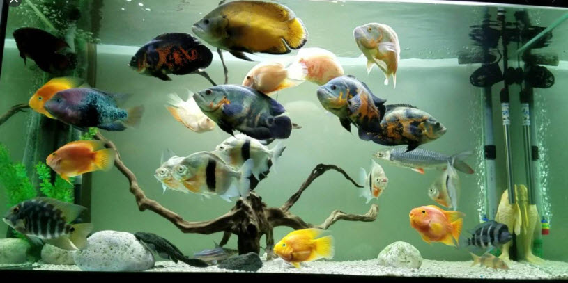 Oscars in the Aquarium