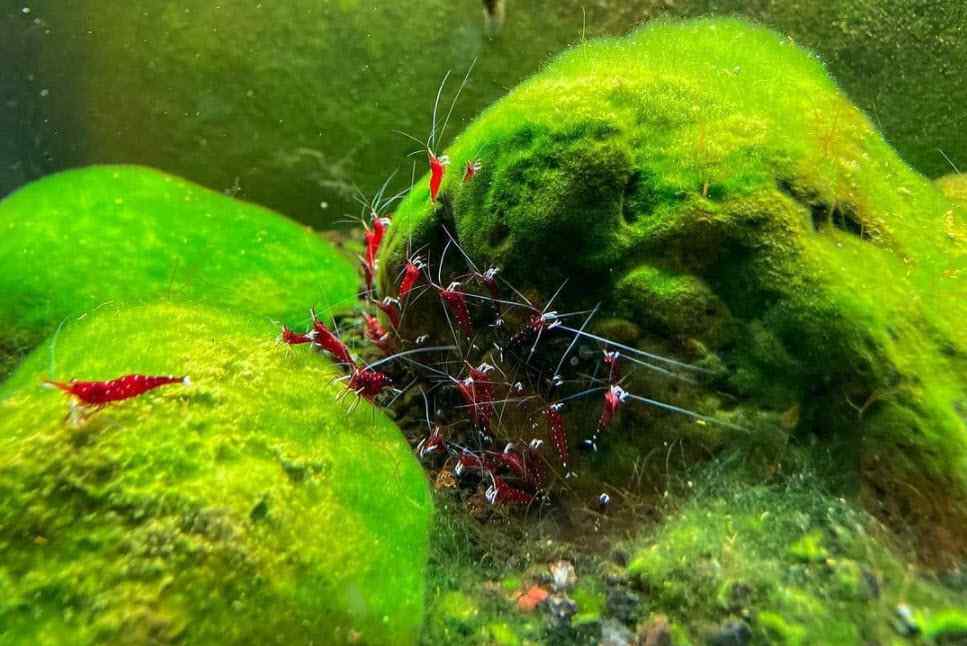 Aquarium Shrimp on algae covered rocks